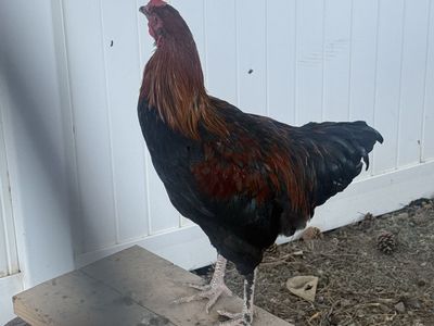 Young Male Olive Egger Rooster