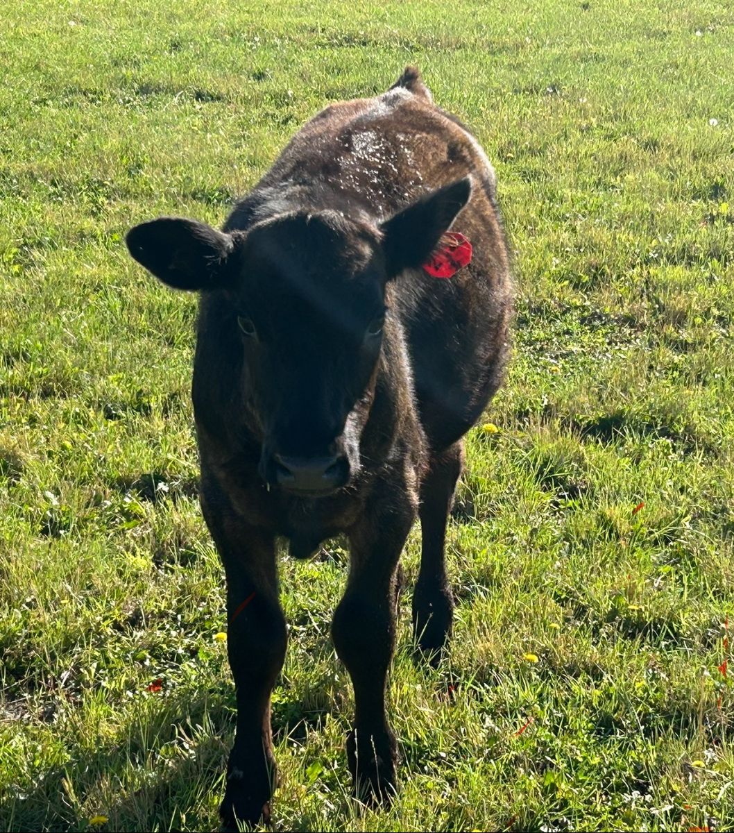 Angus - Holstein steer