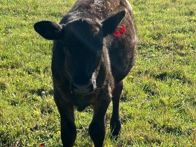 Angus - Holstein steer