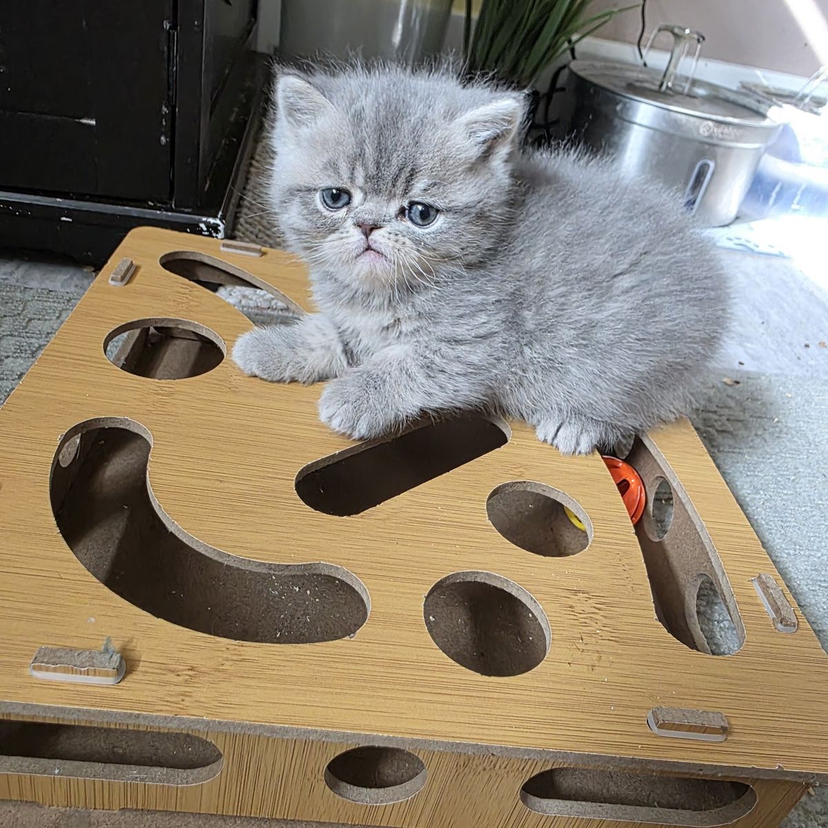 Purebred Persian kitten! (boy)