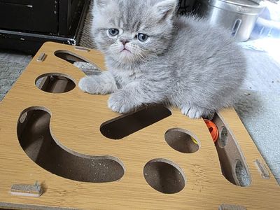 Purebred Persian kitten! (boy)