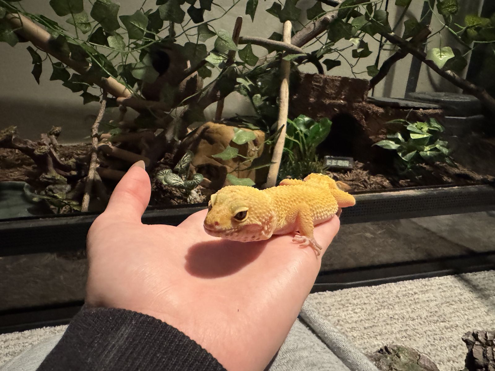 Male Leopard gecko and tank for sale