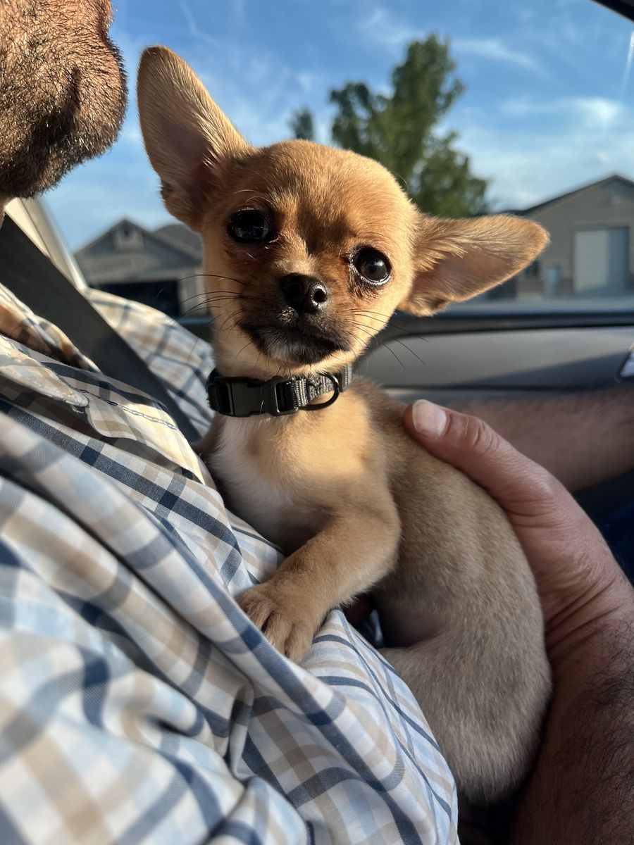 Adorable Chihuahua Puppy - Playful and Loving