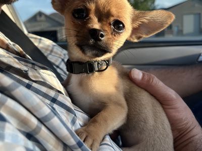 Adorable Chihuahua Puppy - Playful and Loving