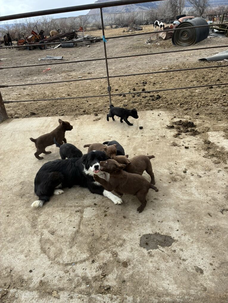7 kelpie collie Cross Cow Dog Pups