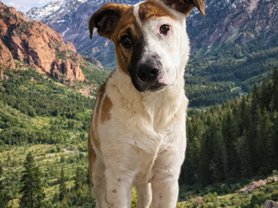 Australian Cattle Dog/Husky Mix puppy