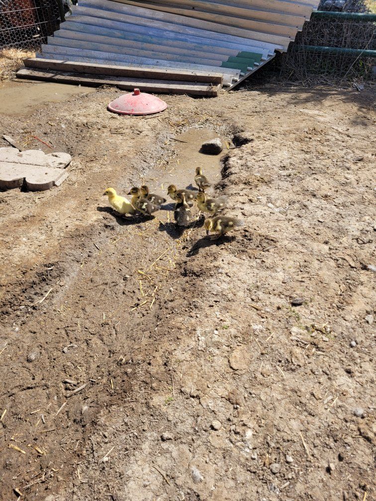 muscovy ducklings