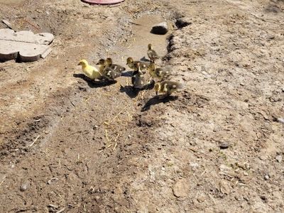 muscovy ducklings