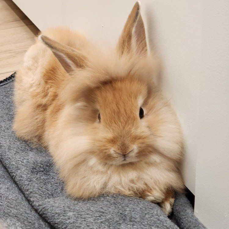 4 Friendly Fluffy baby bunnies