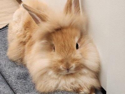 4 Friendly Fluffy baby bunnies