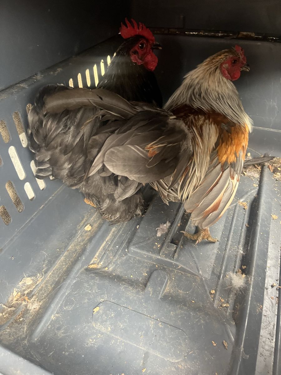 Two Roosters - Free to Good Home
