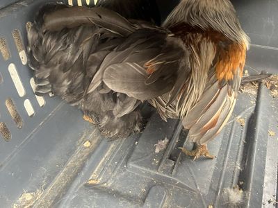 Two Roosters - Free to Good Home