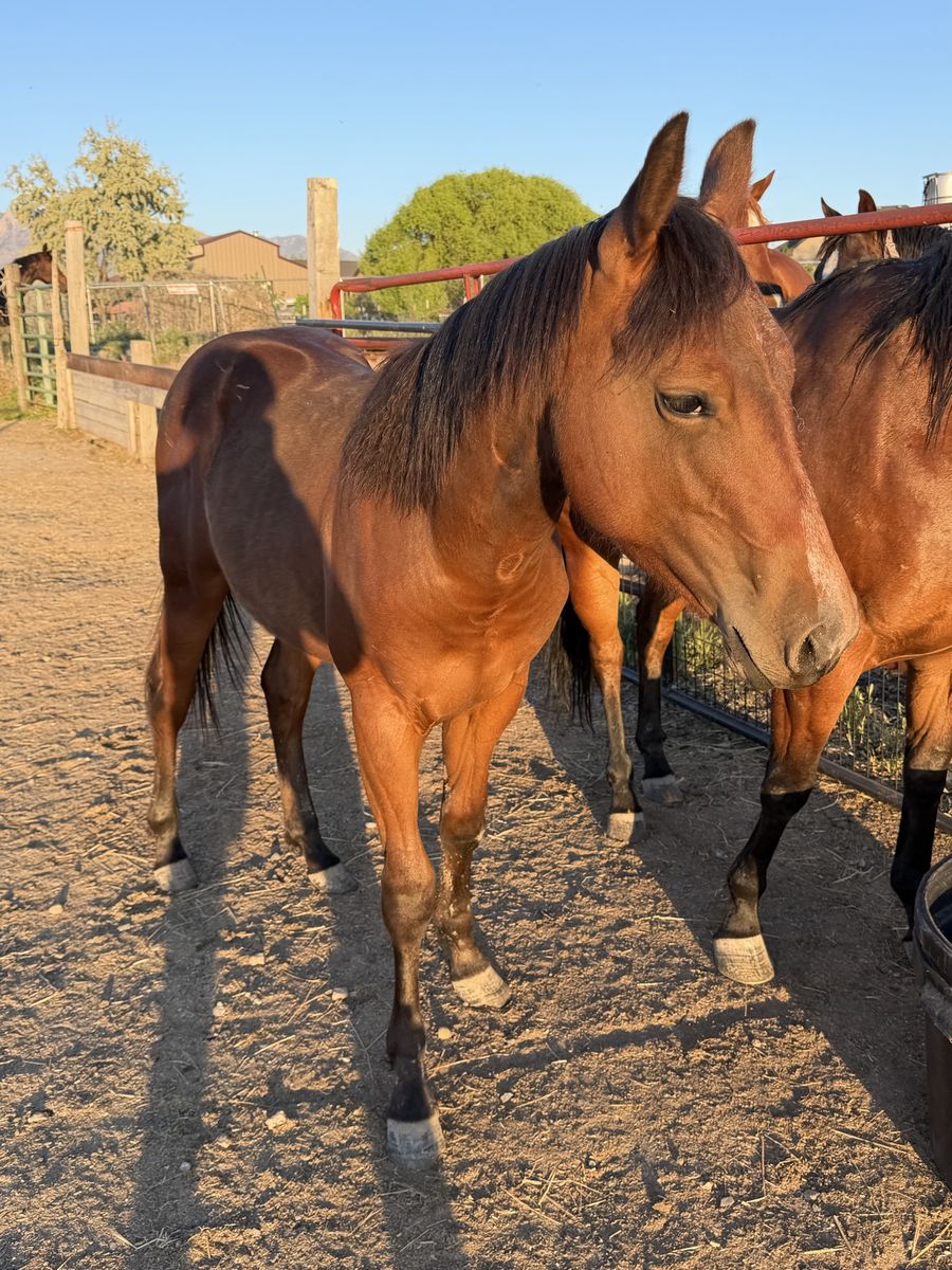 Yearling Stud Colt - Great bloodlines