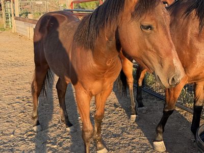 Yearling Stud Colt - Great bloodlines