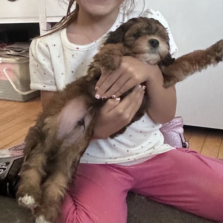 Adorable Mini Goldendoodle Puppies - Ready for Their Forever Homes!