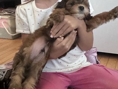 Adorable Mini Goldendoodle Puppies - Ready for Their Forever Homes!