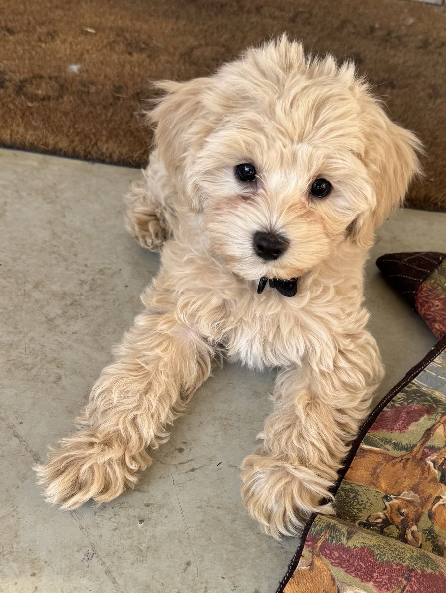 Adorable 9-Week-Old Malti-poo Puppies - 2 Males, 2 Females - Shots & Dewormed