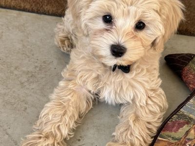 Adorable 9-Week-Old Malti-poo Puppies - 2 Males, 2 Females - Shots & Dewormed
