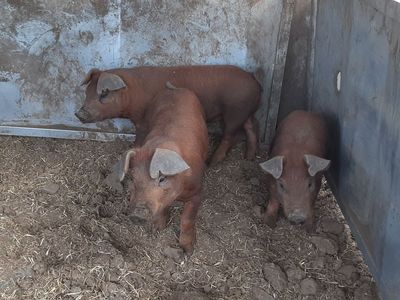 Purebred weaner pigs Duroc