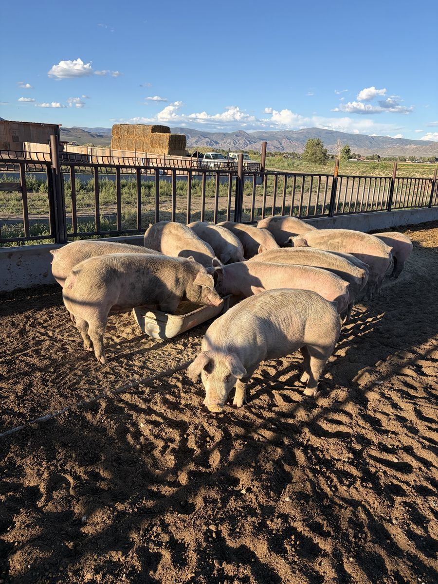 350lb hogs ready to slaughter 