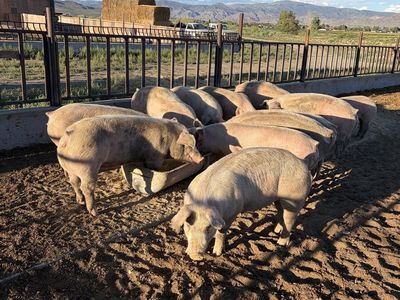 350lb hogs ready to slaughter