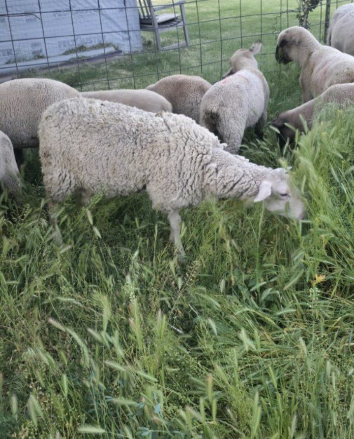1 year old ewe East Friesian