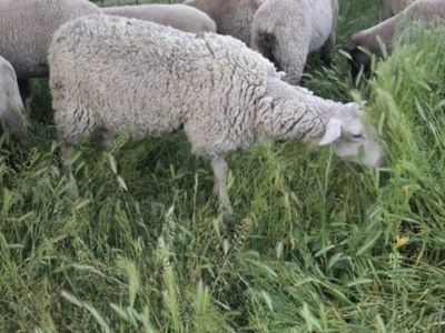 1 year old ewe East Friesian