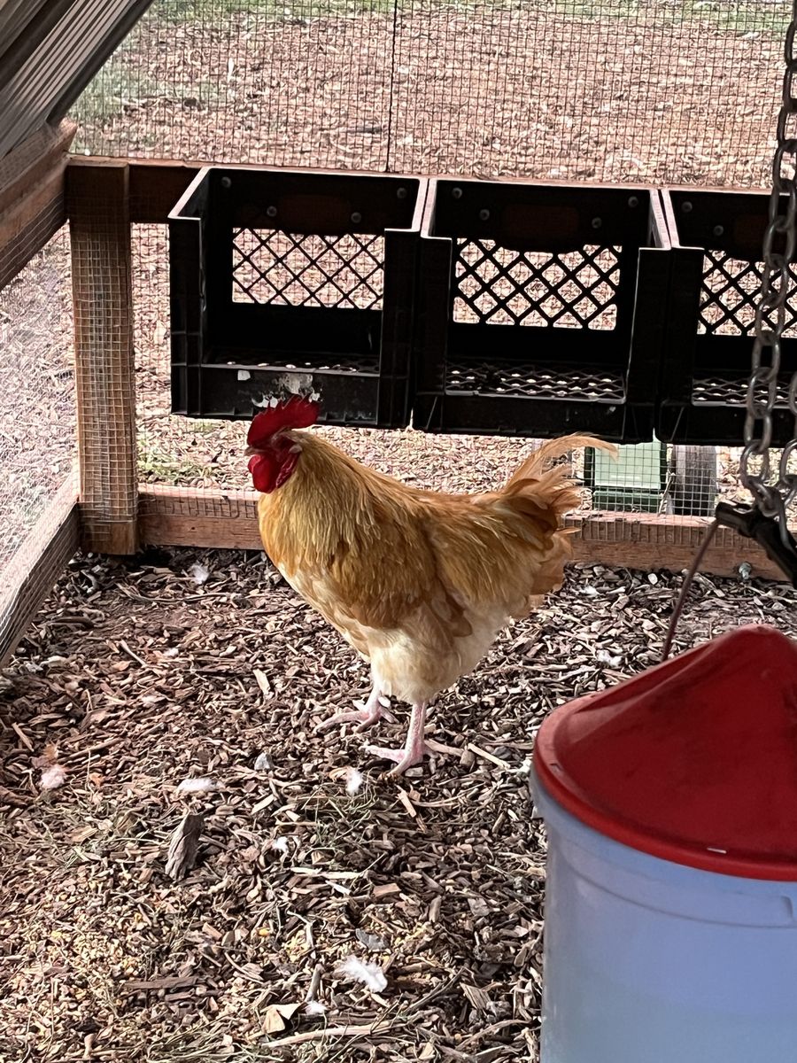Buff Orpington Rooster - 1 Year Old