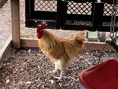 Buff Orpington Rooster - 1 Year Old