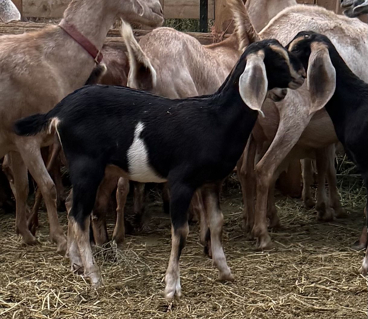 Purebred Nubian Doelings - 2026 Kids