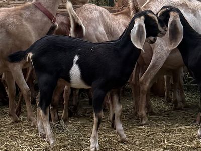 Purebred Nubian Doelings - 2026 Kids