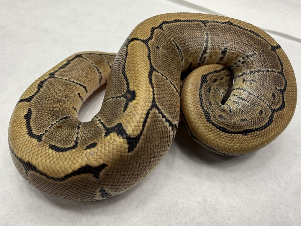 Pinstripe Het True Ghost