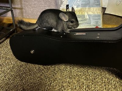Male Chinchilla