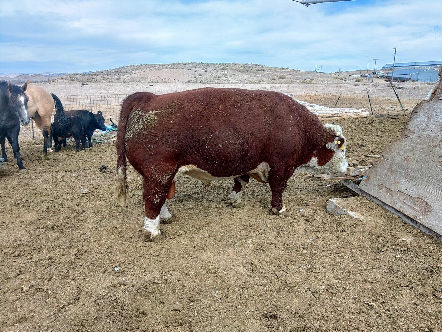 Registered mini Hereford Bull