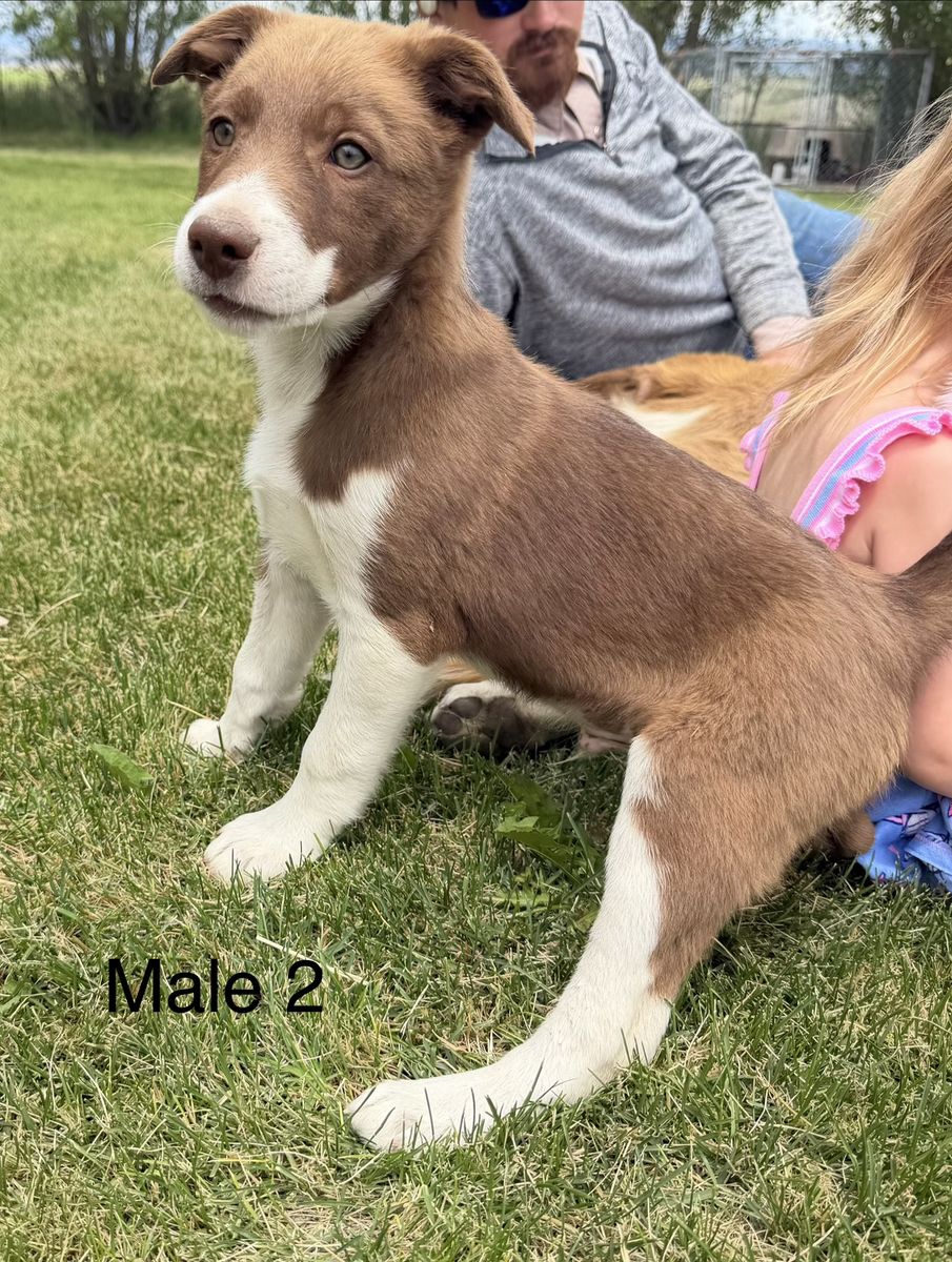 Border Collie Puppies *REGISTERED*