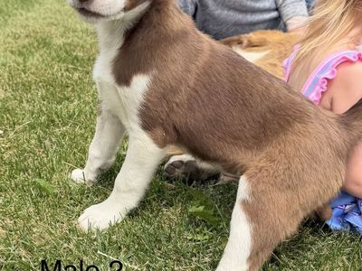 Border Collie Puppies *REGISTERED*
