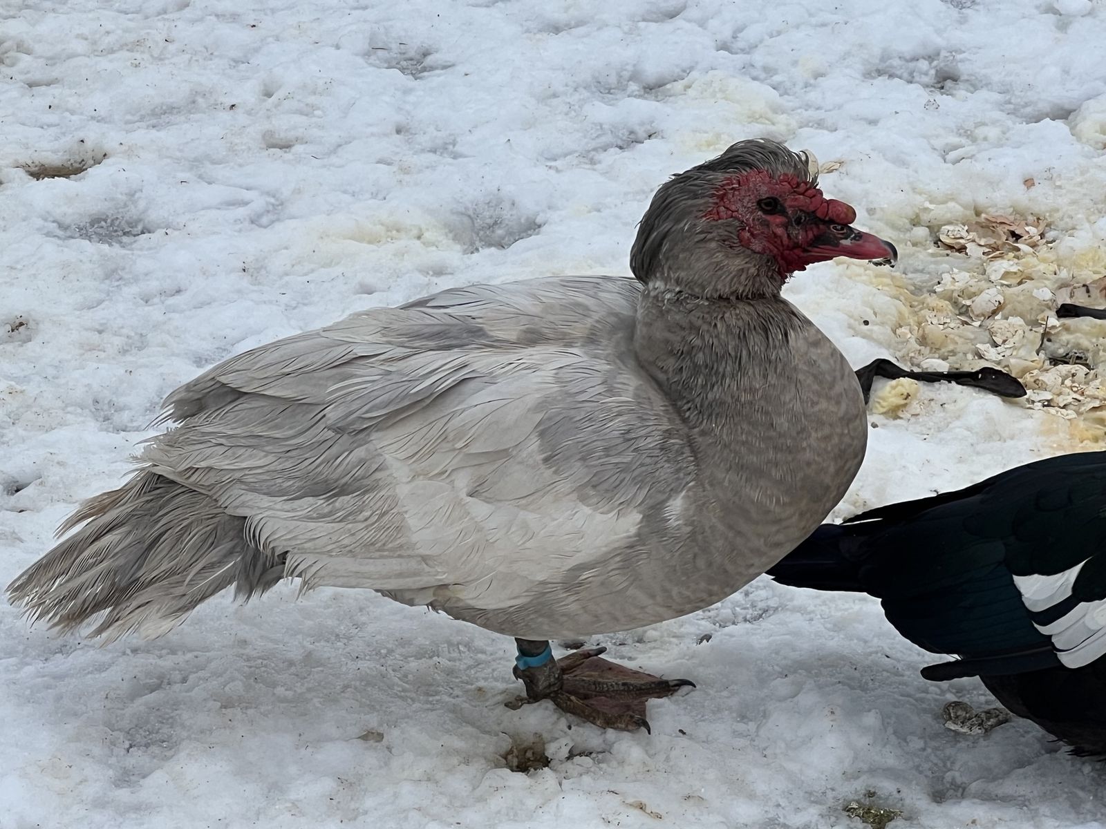 Free muscovy drakes
