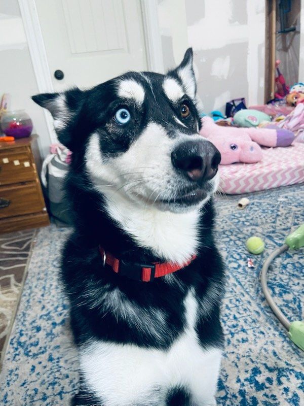 Beautiful Male Husky Looking for a New Home - Unique Heterochromia Eyes