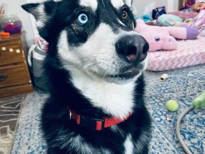 Beautiful Male Husky Looking for a New Home - Unique Heterochromia Eyes