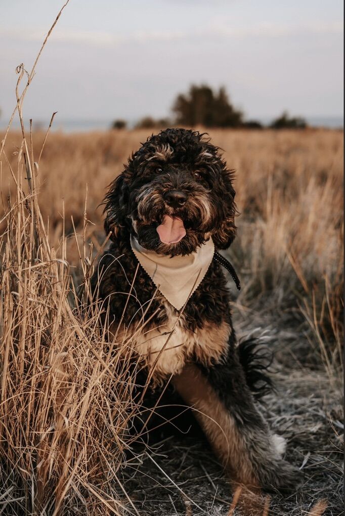 FF Tri Color Bernedoodle For Stud