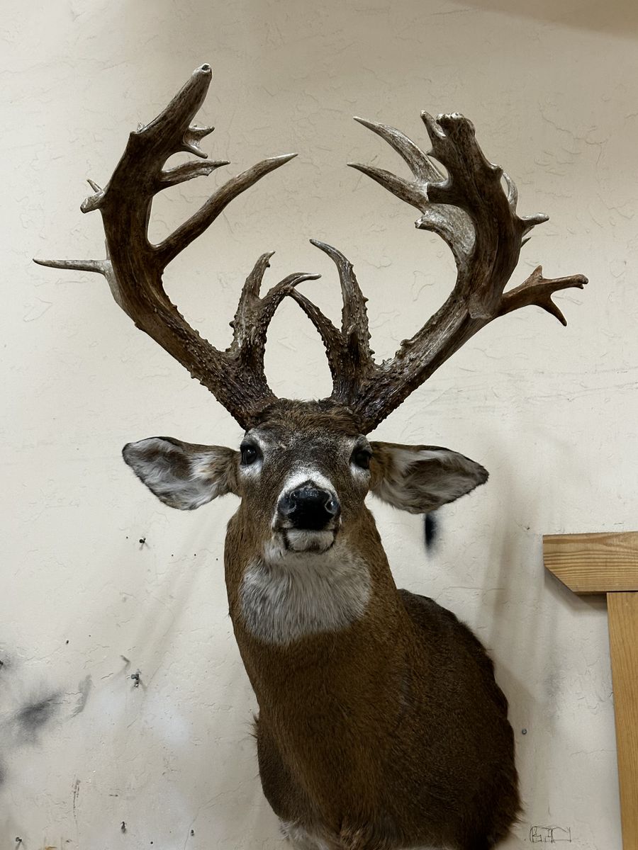 Trophy WHITETAIL DEER HEAD