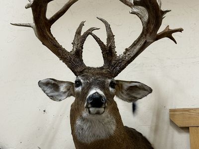 Trophy WHITETAIL DEER HEAD