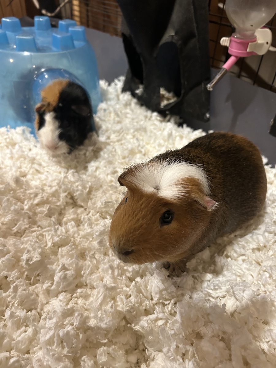 Guinea Pigs