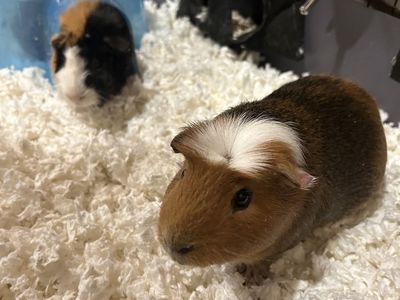 Guinea Pigs