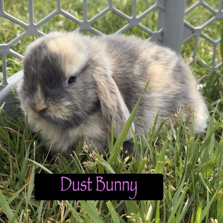 Holland Lop Doe
