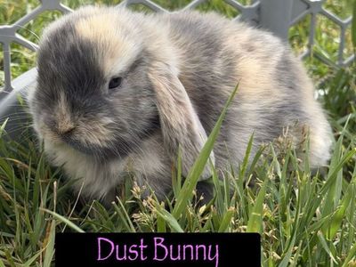 Holland Lop Doe