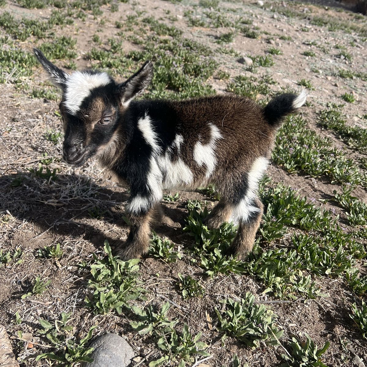 ADGA Polled Doeling Blue Cactus