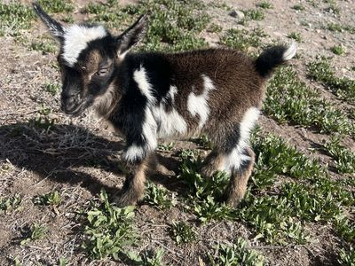 ADGA Polled Doeling Blue Cactus