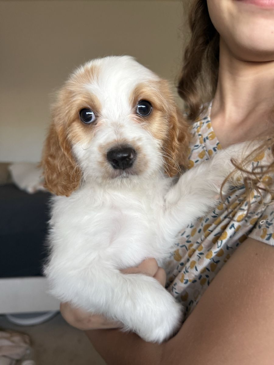 Cavapoo Puppies Male & Female