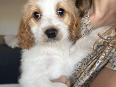 Cavapoo Puppies Male & Female